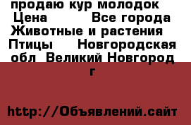 продаю кур молодок. › Цена ­ 320 - Все города Животные и растения » Птицы   . Новгородская обл.,Великий Новгород г.